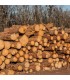 Měkké palivové dřevo v kládách